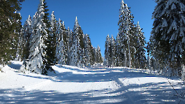 07 Arber_0021